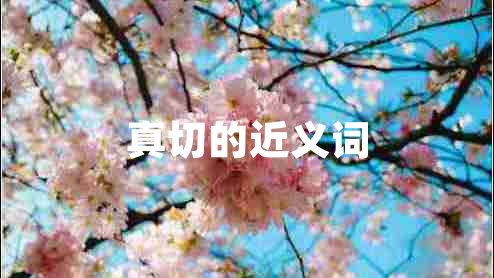 真切的近义词
