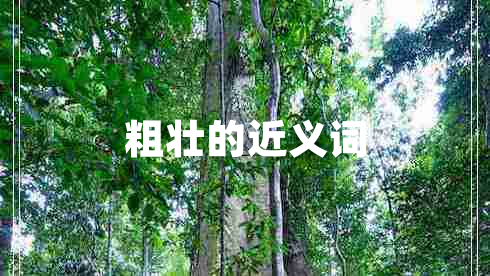 粗壮的近义词