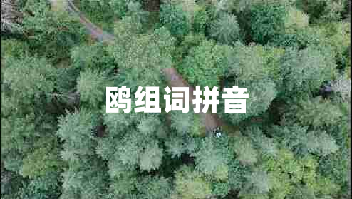 鸥组词拼音