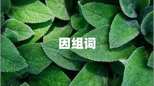 因组词