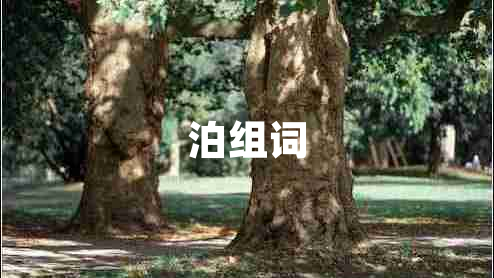 泊组词