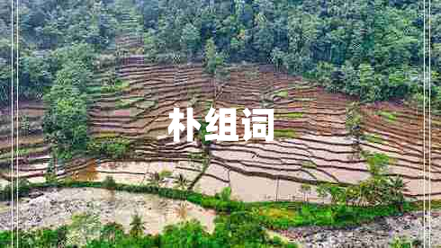 朴组词