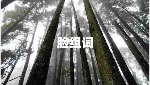 脸组词