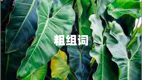 粗组词