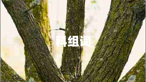 科组词