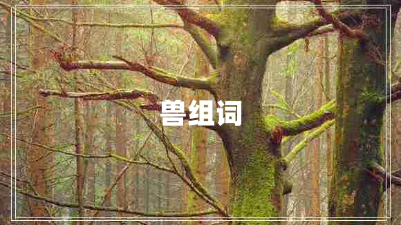 兽组词