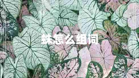 蛛怎么组词