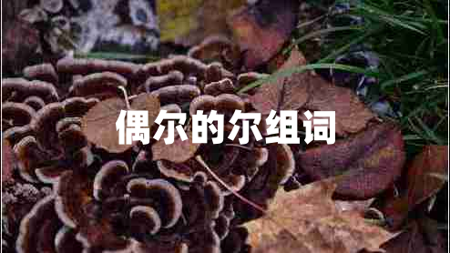 偶尔的尔组词