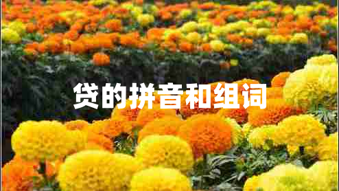 贷的拼音和组词