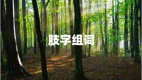 肢字组词