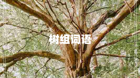 树组词语
