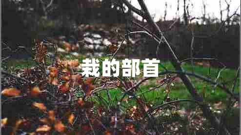 栽的部首