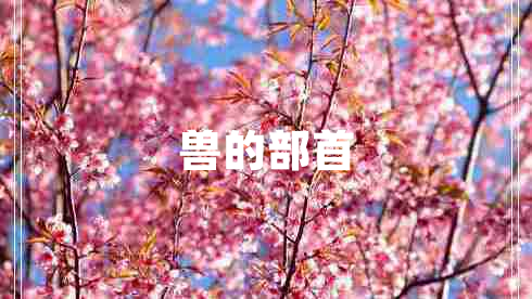 兽的部首