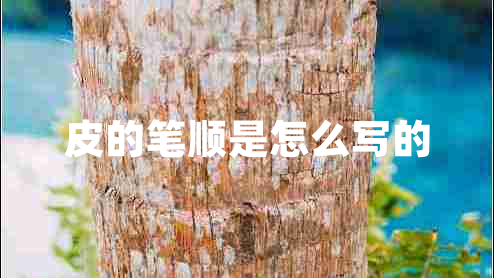 皮的笔顺是怎么写的 皮的笔顺是怎么写的