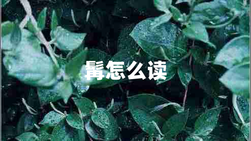 髯怎么读