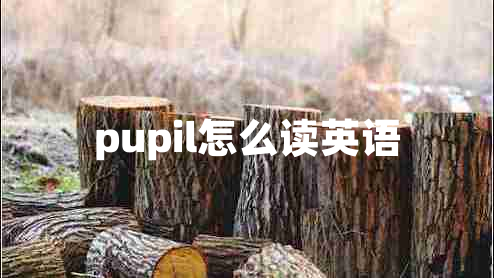 pupil怎么读英语