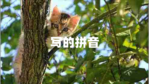 写的拼音