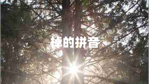 棹的拼音