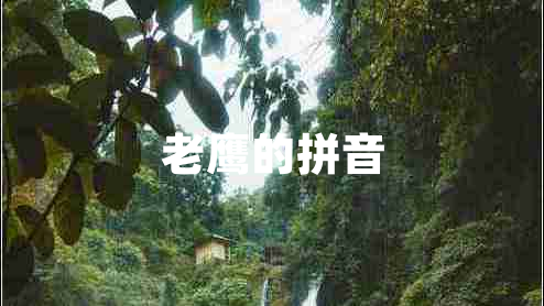 老鹰的拼音