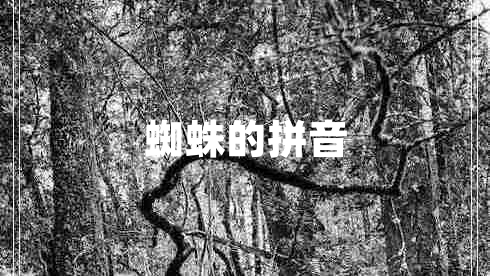 蜘蛛的拼音