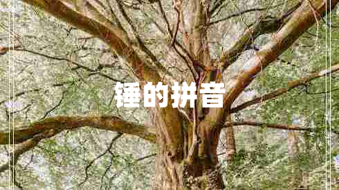 锤的拼音