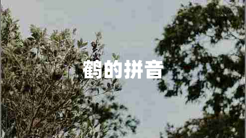 鹤的拼音
