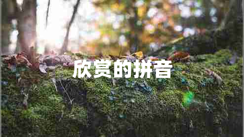欣赏的拼音