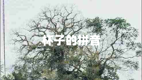 杯子的拼音 杯子的拼音