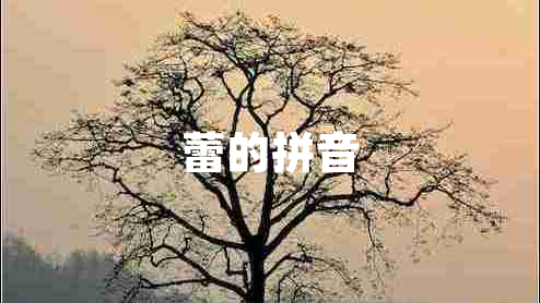 蕾的拼音