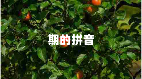 期的拼音 期的拼音