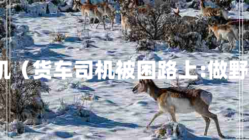 吃播货车司机（货车司机被困路上:做野餐直播走红）