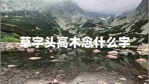 草字头高木念什么字 草字头高木念什么字