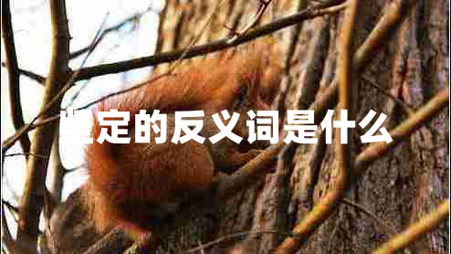 坚定的反义词是什么
