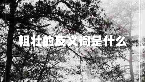粗壮的反义词是什么