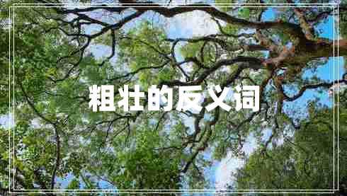 粗壮的反义词