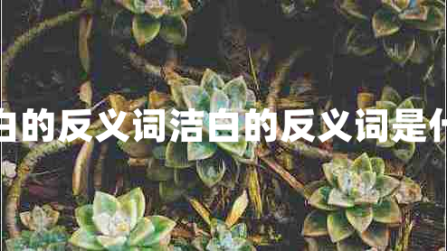 洁白的反义词洁白的反义词是什么