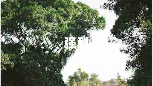 强烈