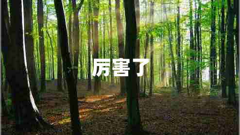 厉害了