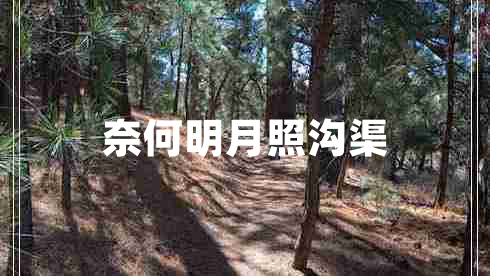 奈何明月照沟渠