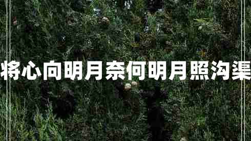 我本将心向明月奈何明月照沟渠意思