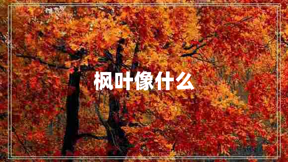 枫叶像什么