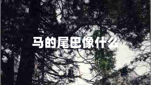 马的尾巴像什么