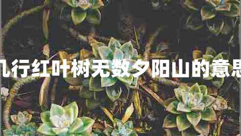 几行红叶树无数夕阳山的意思