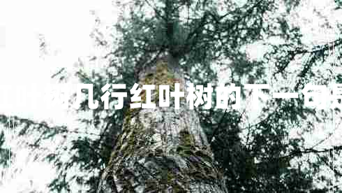 几行红叶树几行红叶树的下一句是什么
