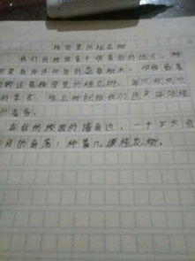 校园美丽的桂花作文400字作文怎么写