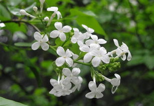 错了,作文,丁香花,开满