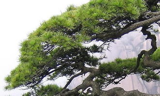 校园里的松树作文200