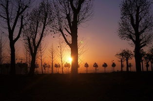 校园的落日作文