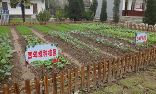 校园农耕园作文600字,校园里的蔬菜园作文,种蔬菜作文600字