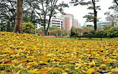 永春,作文,校园